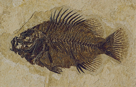 close-up photo of fish bone mural thumbnail