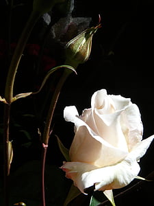 white flower thumbnail