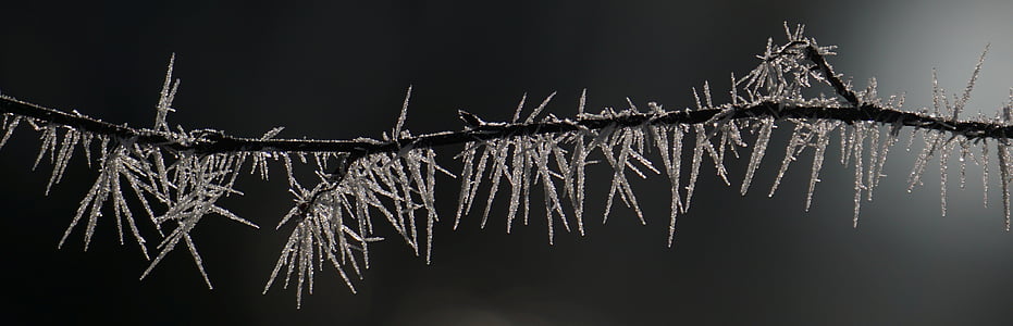 shallow focus photography of gray leafed tree thumbnail