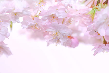 closeup photography of pink petaled flowers thumbnail