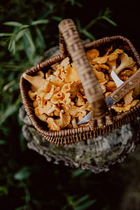 Picking mushrooms chantarelle in the woods thumbnail