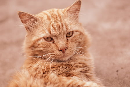 tilt shift focus photography of orange tabby cat thumbnail