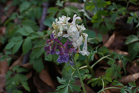Corydalis, Hollow Corydalis thumbnail
