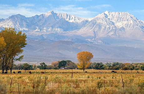 Cottonwood trees and autumn grass at Inyo National Forest in Bishop, California thumbnail