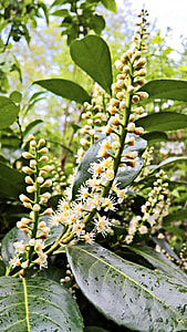 Cherry Laurel, Hedge Plant thumbnail