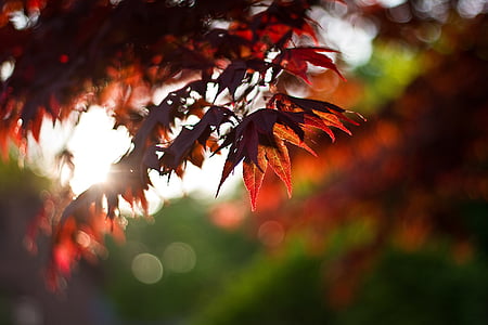 shallow focus of maple leaf thumbnail
