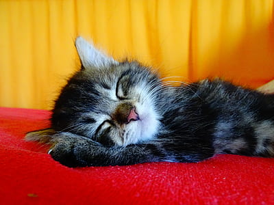 silver tabby kitten sleeping on red textile thumbnail
