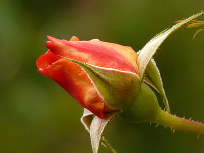 tilt shift photography of red flower thumbnail
