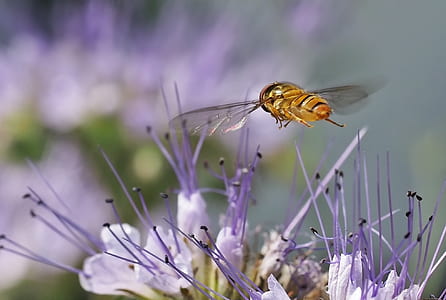 hoverfly flying on purple flower thumbnail