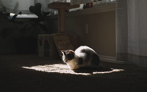 white and brown cat lying on brown carpet thumbnail