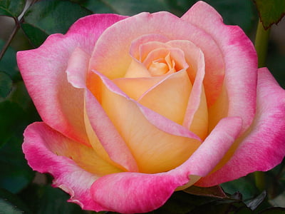 macro photography of pink and yellow rose in bloom at daytime thumbnail