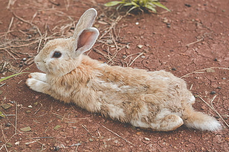 brown rabbit lying on ground thumbnail