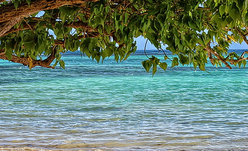 green leaf tree near sea at daytime thumbnail
