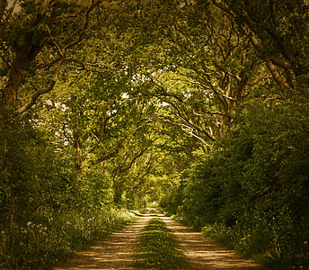green tree under blue skies during daytime thumbnail