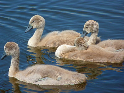 four brown geese in body of water during daytime thumbnail