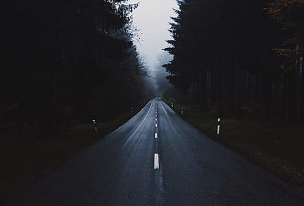 concrete roadway surrounded by trees thumbnail