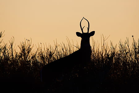silhouette photo of deer during golden hour thumbnail
