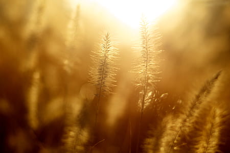 selective photography of brown leaf plant thumbnail