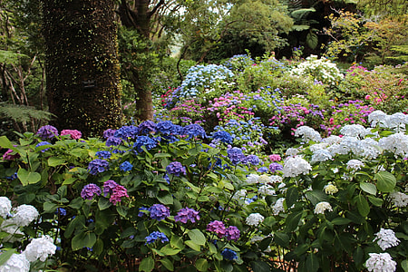 assorted-color petaled flowers with leaves near tree trunk thumbnail