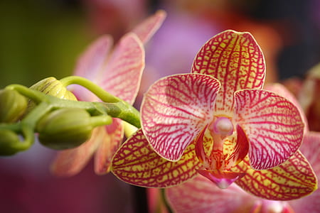 yellow and red flowers thumbnail