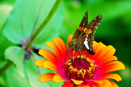 Picture of skipper butterfly resting on a zinnia flower. thumbnail