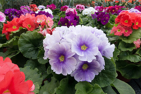 Primroses, Primula Vulgaris Hybrid thumbnail