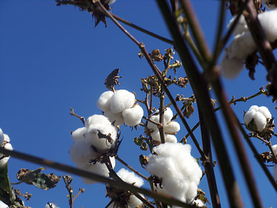 white cottons thumbnail