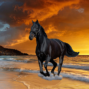 Black Beauty Stallion, Horse thumbnail