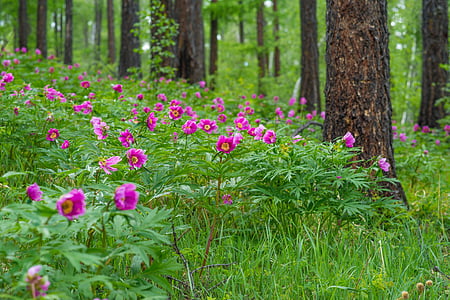 pink anemone flower near trees thumbnail