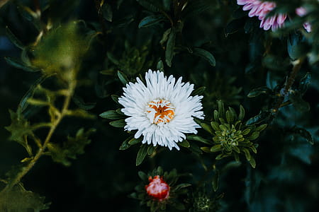White and Pink Petaled Flowers thumbnail