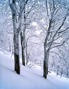 black trees filled with snow during daytime thumbnail