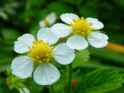 closeup photography of white anemone flowers with water droplets thumbnail