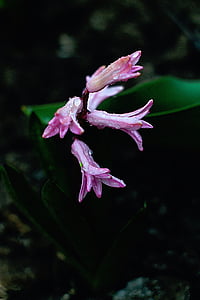 pink flowering plant thumbnail