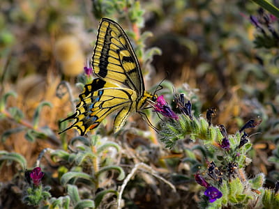 yellow and black Eastern tiger swallowtail butterfly perching on flower thumbnail
