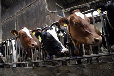 several cows thumbnail