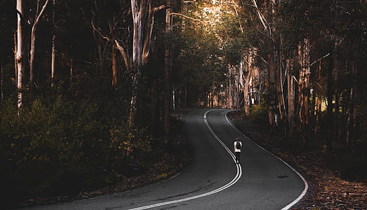 person standing in the middle of road surrounded by trees thumbnail