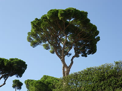 green trees thumbnail