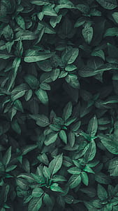 shallow focus photography of green leafed plant thumbnail