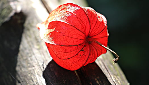 Red Flower on Gray Wooden Plank thumbnail
