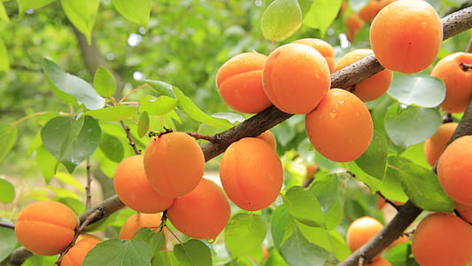 peach fruit on tree branch thumbnail
