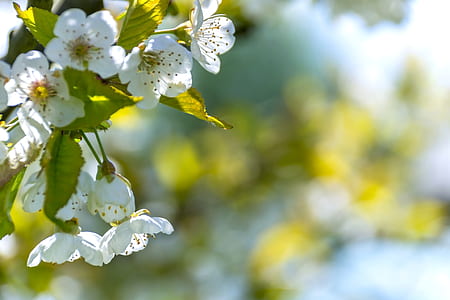 nature, flowers, garden, petals thumbnail
