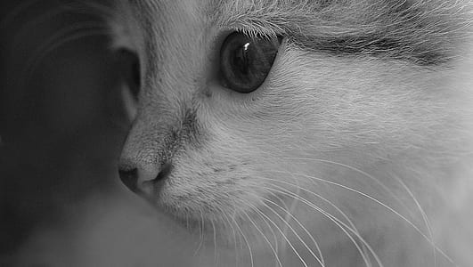 grayscale shot of kitten thumbnail