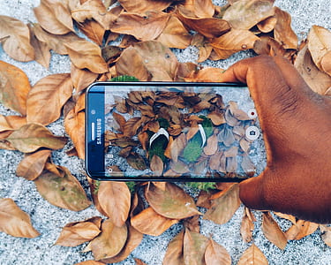 person taking photo of dried leaves thumbnail