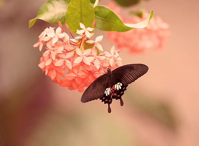 focus photography of brown butterfly thumbnail