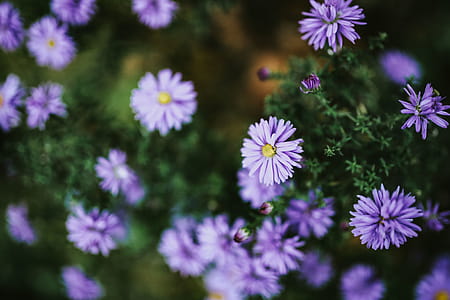 Purple flowers close-ups thumbnail