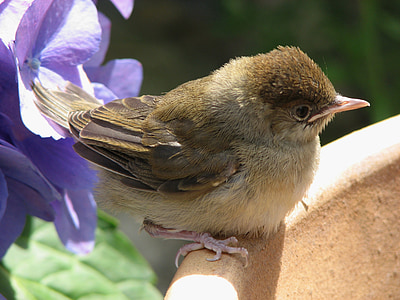 brown and black bird in closeup photography thumbnail