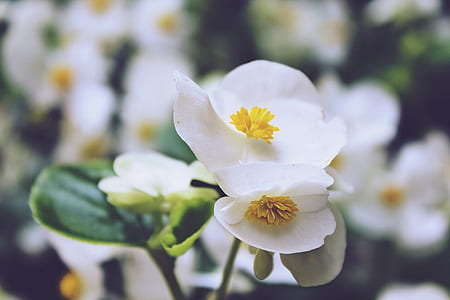 white-and-yellow flowers thumbnail