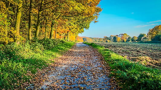 dirt road beside tall trees under blue sky thumbnail