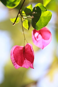photography of pink flower thumbnail