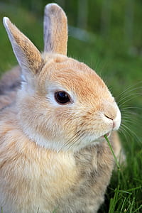 close-up photo of beige rabbit eating grass thumbnail